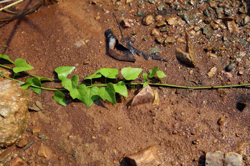Moist yellow soil with lots of small stones, detailed texture
