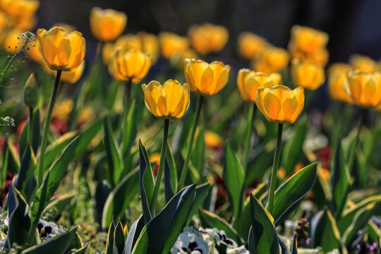 Tulips in the garden, spring