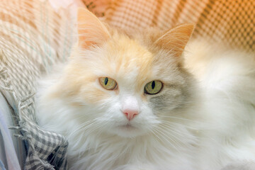 Fototapeta na wymiar Close-up of a fluffy cat of a white-orange color, sitting on an armchair, looks into the camera. High quality photo
