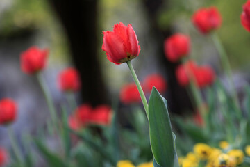 Tulips in the garden, spring