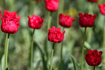 Fototapeta na wymiar Tulips in the garden, spring
