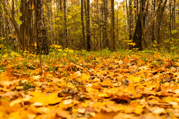 background yellow leaves maple fallen on the ground in the forest autumn design basis