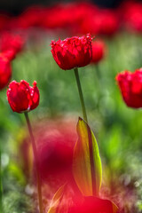 Tulips in the garden, spring