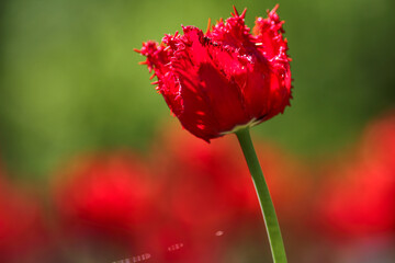 Obraz premium Tulips in the garden, spring