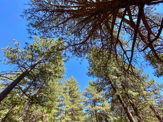 Obraz premium trees and sky