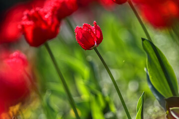 Obraz premium Tulips in the garden, spring