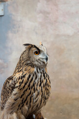 Eagle owl closeup