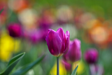 Obraz premium Tulips in the garden, spring