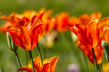 Tulips in the garden, spring