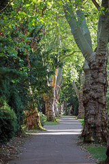Plantanen auf dem Friedhof