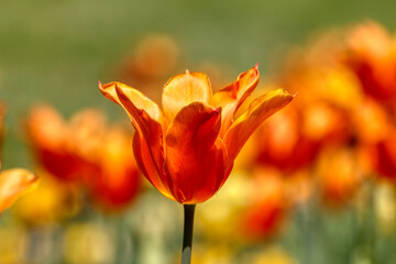 Tulips in the garden, spring
