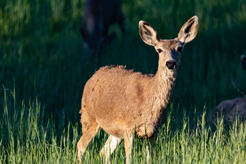 deer in the grass