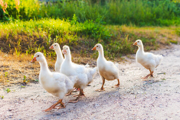 family of ducks go on the road in the village