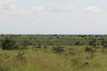 Fototapeta na wymiar Photos taken in Kruger National Park