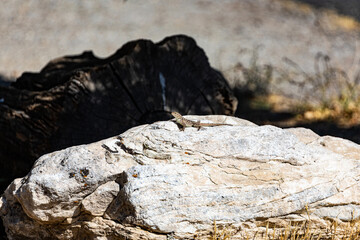 lizard on the rock
