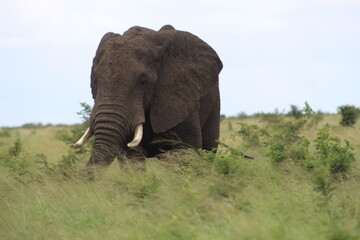 Naklejka na ściany i meble Photos taken in Kruger National Park