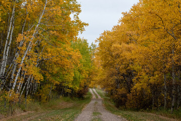 Back country road on the Canadian prairies in fall.