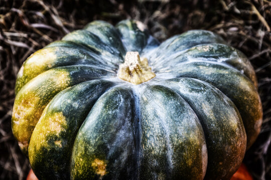 pumpkin dark green ripe vegetable, autumn harvest symbol closeup toned