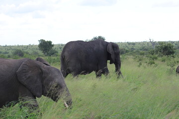 Naklejka na ściany i meble Photos taken in Kruger National Park