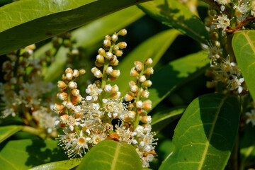 Knospen und Blüten zwischen Blättern in einem Lorbeerkirsche / Kirchlorbeer (Lat.: Prunus laurocerasus, Syn.: Laurocerasus officinalis) im Frühling