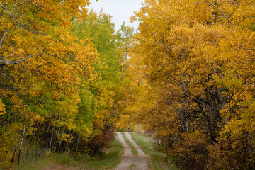 Obraz premium Back country road on the Canadian prairies in fall.