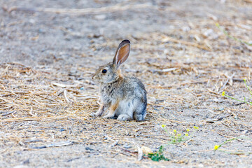 rabbit on the ground