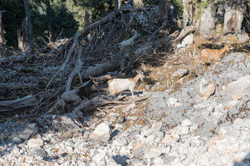 Mount Enos National Park in Greece
