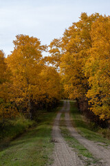 Back country road on the Canadian prairies in fall.