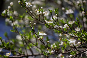 Fruit tree blossoms. Spring beginning background. The fruits blossom in spring. Bokeh.