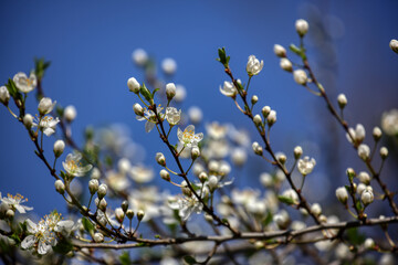 Fruit tree blossoms. Spring beginning background. The fruits blossom in spring. Bokeh.