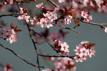 Fruit tree blossoms. Spring beginning background. The fruits blossom in spring. Bokeh.