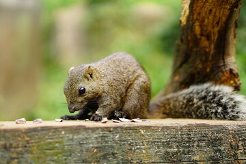 ヒマワリの種を食べるタイワンリス