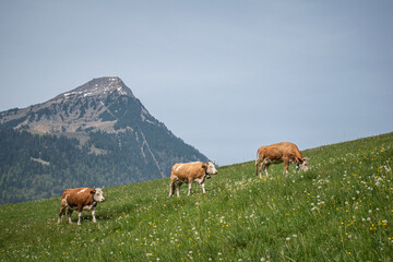 Beautiful swiss cows. Alpine meadows. Mountains.  