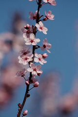 Fruit tree blossoms. Spring beginning background. The fruits blossom in spring. Bokeh.