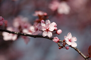 Fruit tree blossoms. Spring beginning background. The fruits blossom in spring. Bokeh.