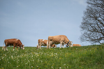 Naklejka na ściany i meble Beautiful swiss cows. Alpine meadows. Mountains. 