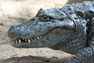 Obraz premium Krokodilkaiman