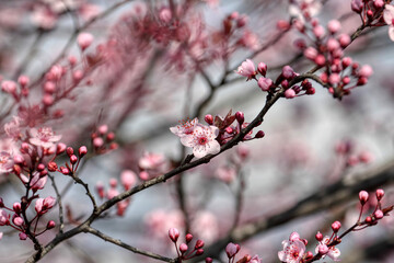 Fruit tree blossoms. Spring beginning background. The fruits blossom in spring. Bokeh.