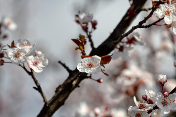 Fruit tree blossoms. Spring beginning background. The fruits blossom in spring. Bokeh.