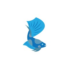 beautiful betta fish vector