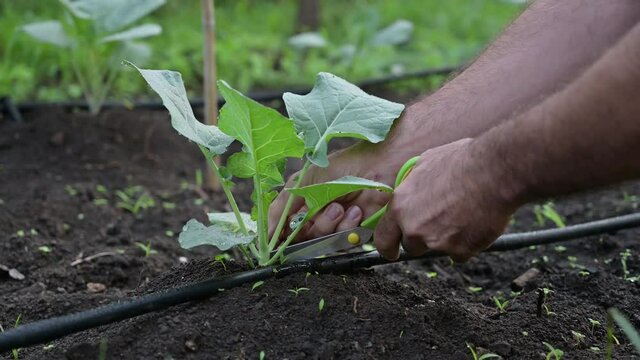 Hands of man working in the garden. Pruning vegetables in the home garden in the morning. Man is weeding weeds and pruning