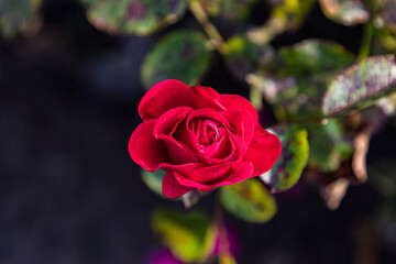 Rose im Nolde-Garten