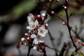 Fruit tree blossoms. Spring beginning background. The fruits blossom in spring. Bokeh.
