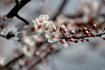 Fruit tree blossoms. Spring beginning background. The fruits blossom in spring. Bokeh.