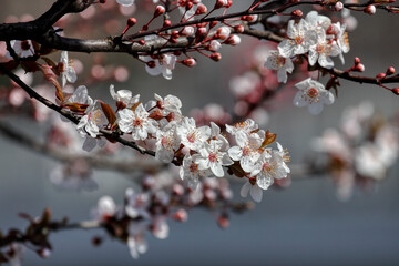 Fruit tree blossoms. Spring beginning background. The fruits blossom in spring. Bokeh.