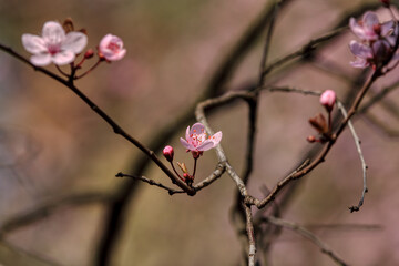 Fruit tree blossoms. Spring beginning background. The fruits blossom in spring. Bokeh.