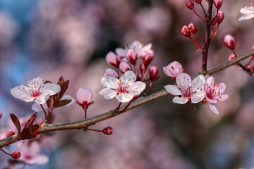 Fruit tree blossoms. Spring beginning background. The fruits blossom in spring. Bokeh.