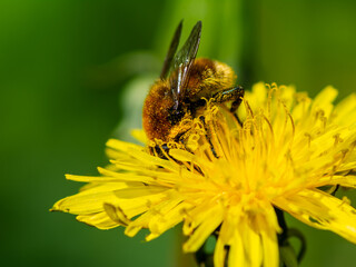Bee pollinating on a dandelion blossom