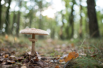 Isolated mushroom on an autumn day in the forest