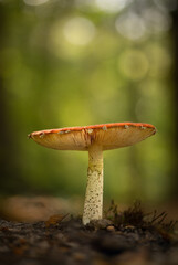 Shot of a fly agaric on a green forest background with nice bokeh